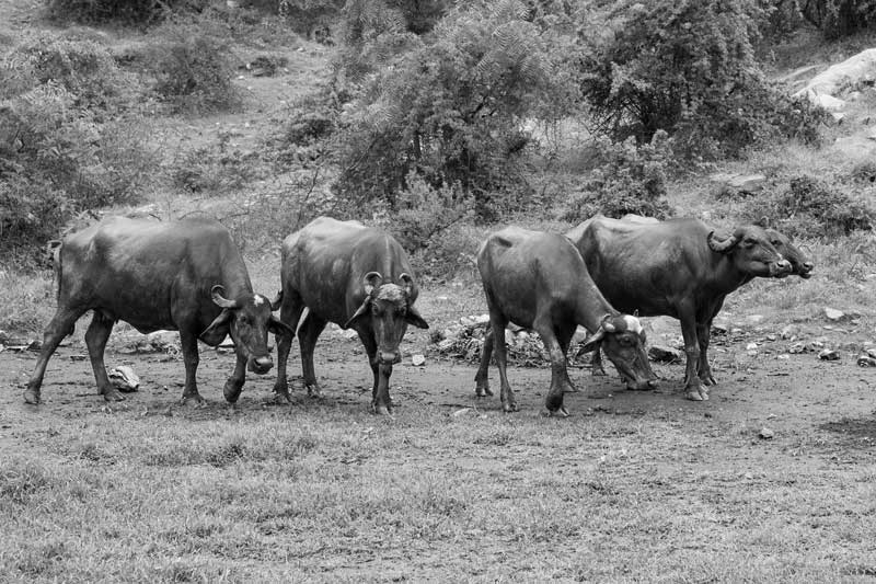 Buffaloes grazing in Bhairon Dev public sanctuary in Bhaonta-Koylala village, district Alwar, Rajasthan - result of reforestation following water conservation under Rajendra Singh's leadership